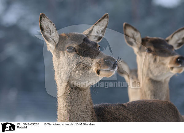 Rotwild / red deer / DMS-05231