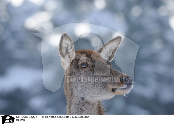 Rotwild / red deer / DMS-05234