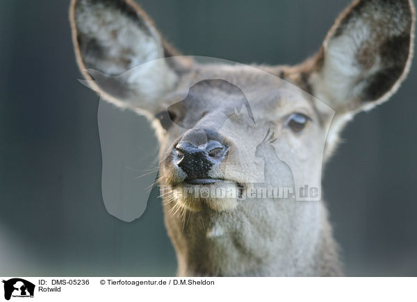 Rotwild / red deer / DMS-05236