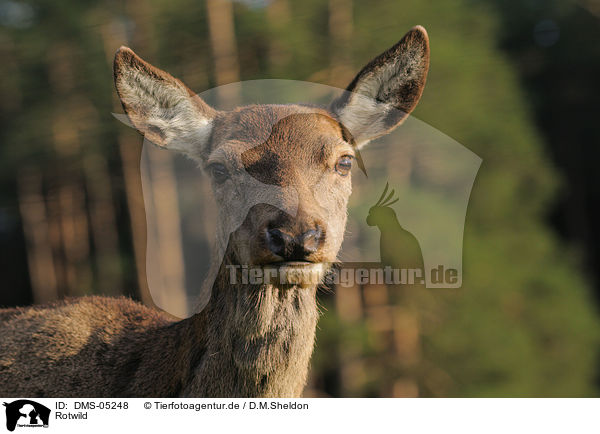 Rotwild / red deer / DMS-05248