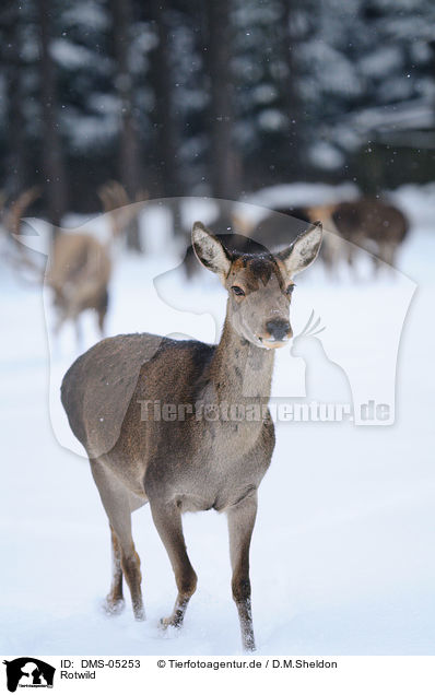 Rotwild / red deer / DMS-05253