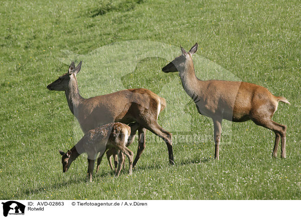 Rotwild / red deer / AVD-02863