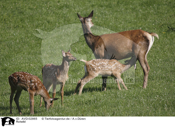 Rotwild / red deer / AVD-02865