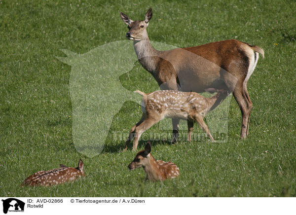 Rotwild / red deer / AVD-02866