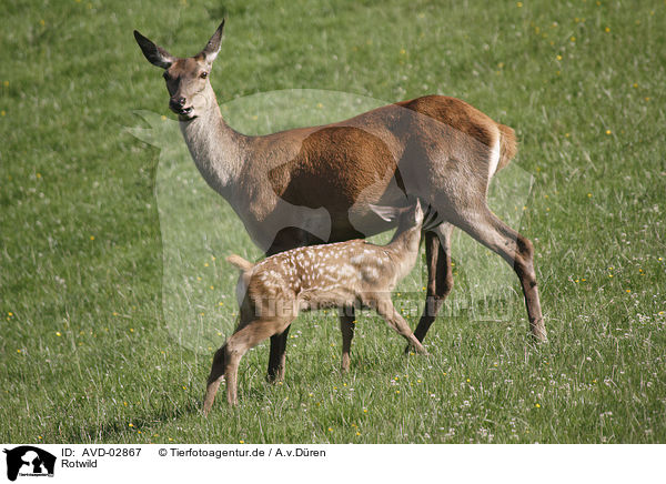 Rotwild / red deer / AVD-02867