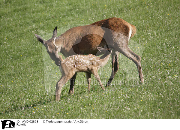 Rotwild / red deer / AVD-02868