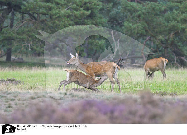 Rotwild / red deer / AT-01598