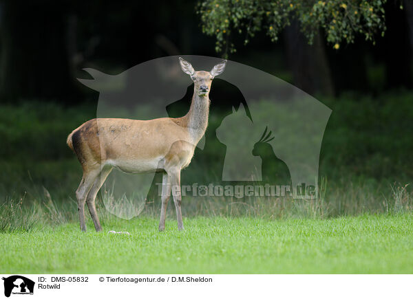 Rotwild / red deer / DMS-05832