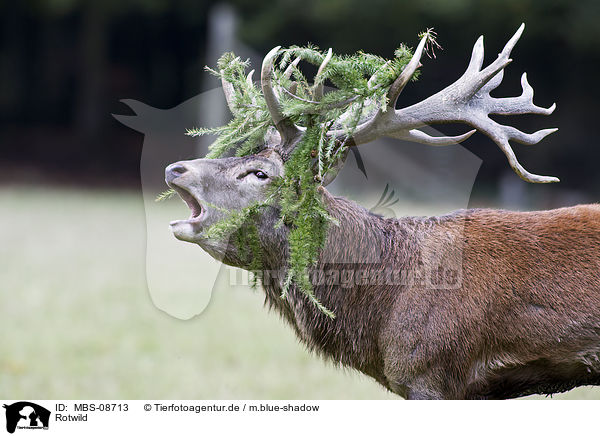 Rotwild / red deer / MBS-08713
