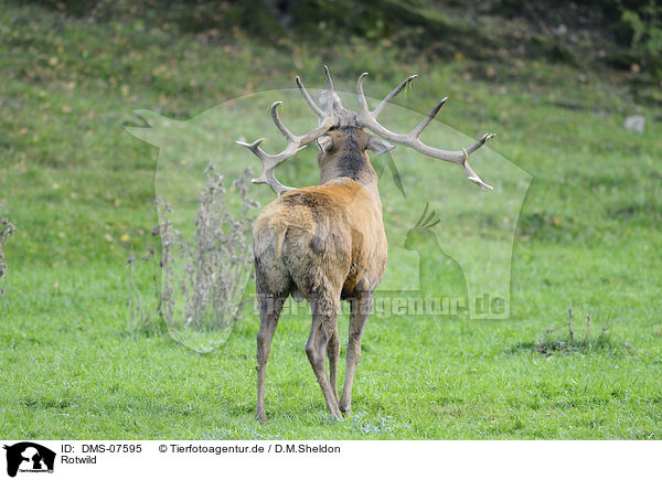 Rotwild / red deer / DMS-07595