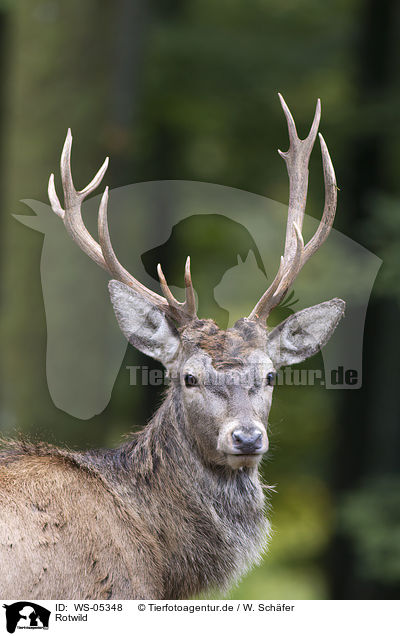 Rotwild / red deer / WS-05348