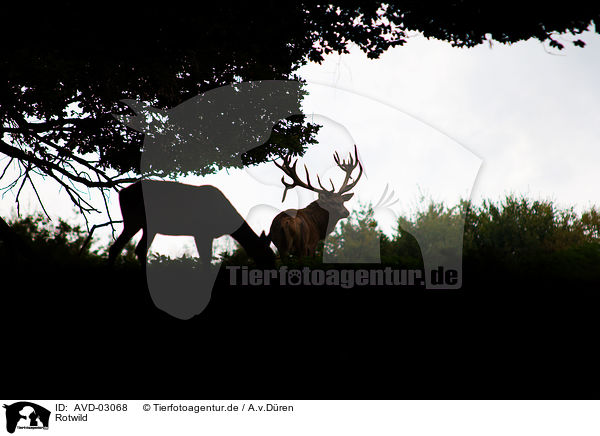 Rotwild / red deer / AVD-03068