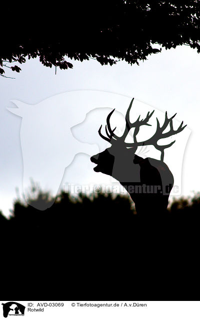 Rotwild / red deer / AVD-03069