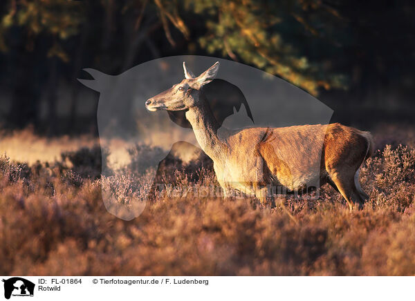 Rotwild / red deer / FL-01864
