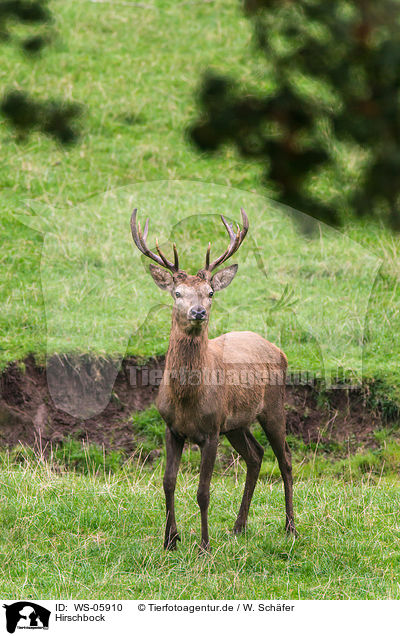 Hirschbock / red deer / WS-05910