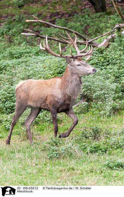 Hirschbock / red deer / WS-05912
