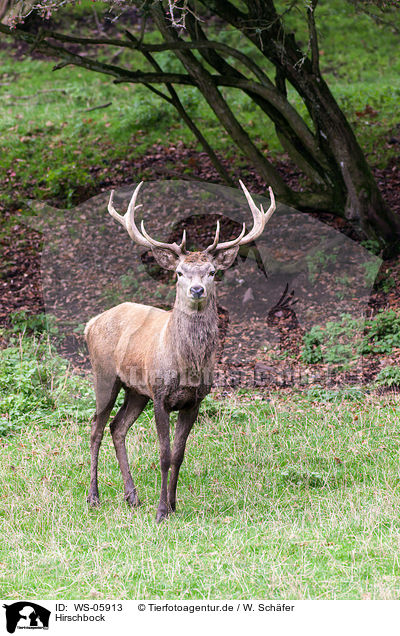 Hirschbock / red deer / WS-05913