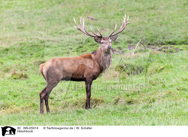 Hirschbock / red deer / WS-05914