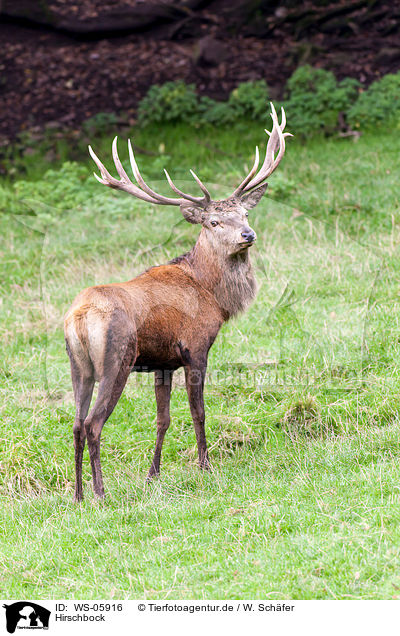 Hirschbock / red deer / WS-05916