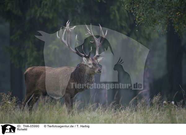 Rotwild / red deer / THA-05990