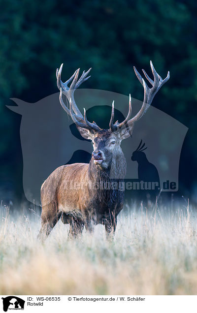 Rotwild / red deer / WS-06535