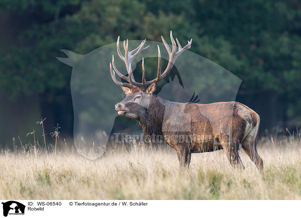 Rotwild / red deer / WS-06540