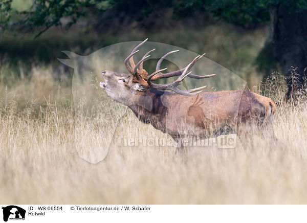 Rotwild / red deer / WS-06554