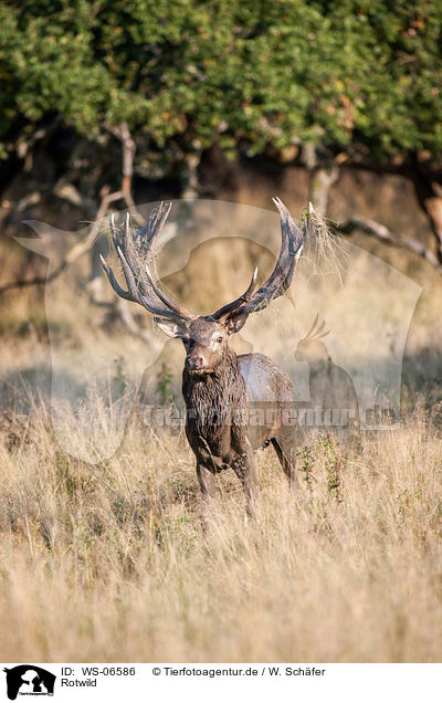 Rotwild / red deer / WS-06586