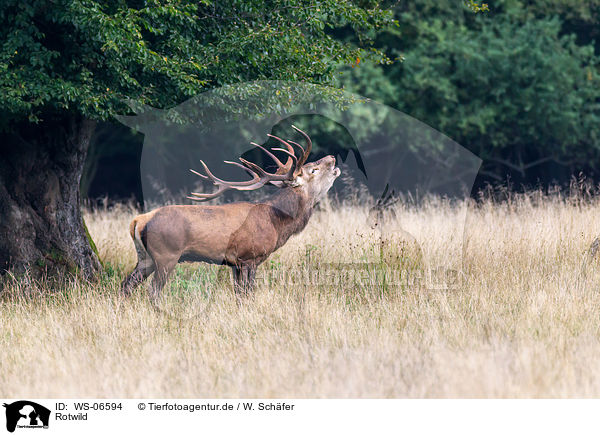 Rotwild / red deer / WS-06594