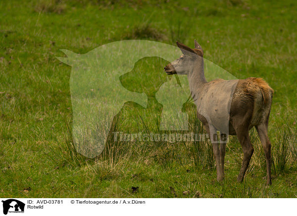Rotwild / red deer / AVD-03781