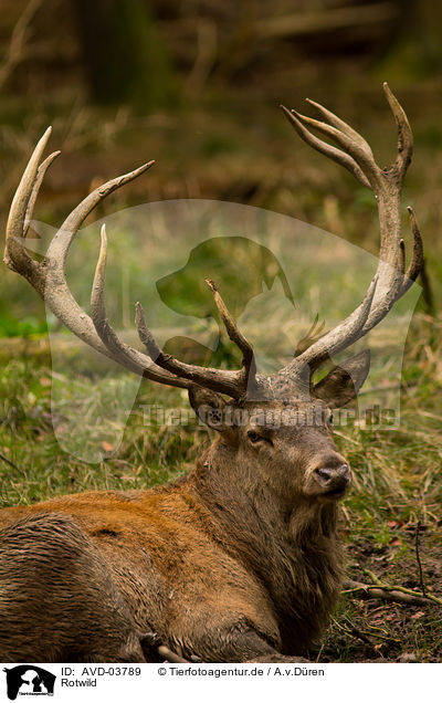 Rotwild / red deer / AVD-03789