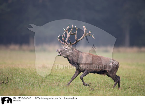 Rotwild / red deer / MBS-14848