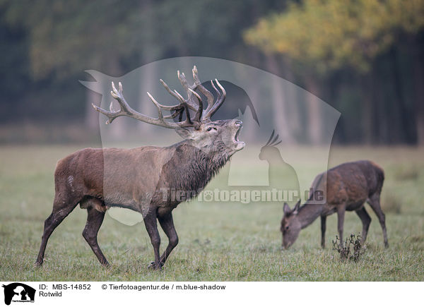 Rotwild / red deer / MBS-14852