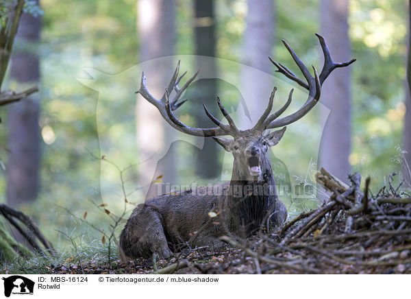 Rotwild / red deer / MBS-16124