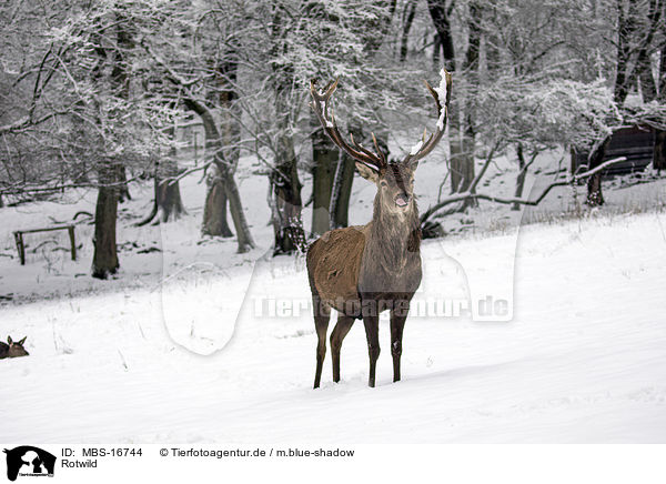 Rotwild / red deer / MBS-16744