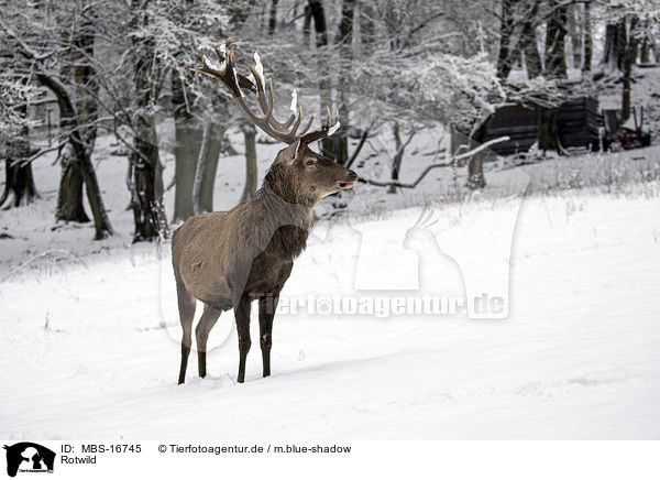 Rotwild / red deer / MBS-16745