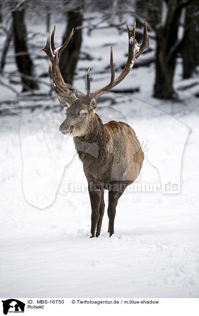 Rotwild / red deer / MBS-16750