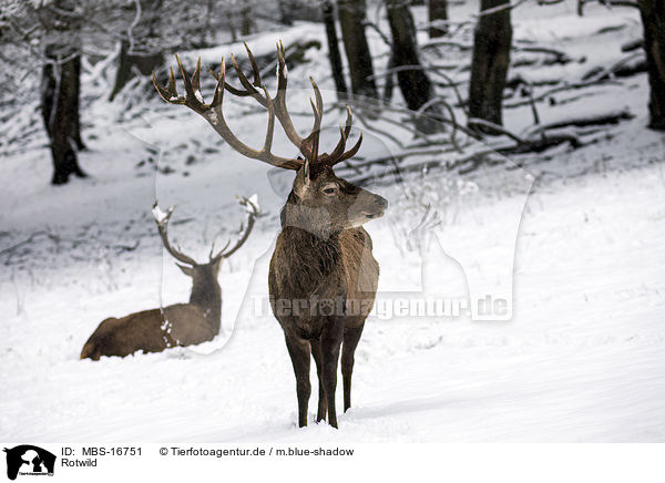 Rotwild / red deer / MBS-16751