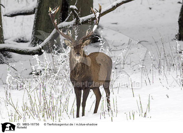Rotwild / red deer / MBS-16756
