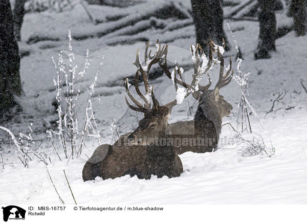Rotwild / red deer / MBS-16757