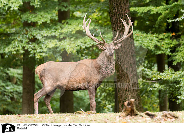 Rotwild / red deer / WS-08256