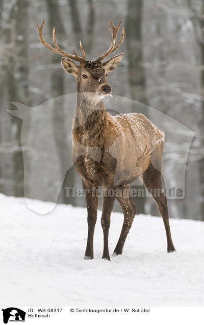 Rothirsch / red deer / WS-08317
