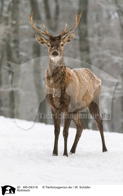 Rothirsch / red deer / WS-08318