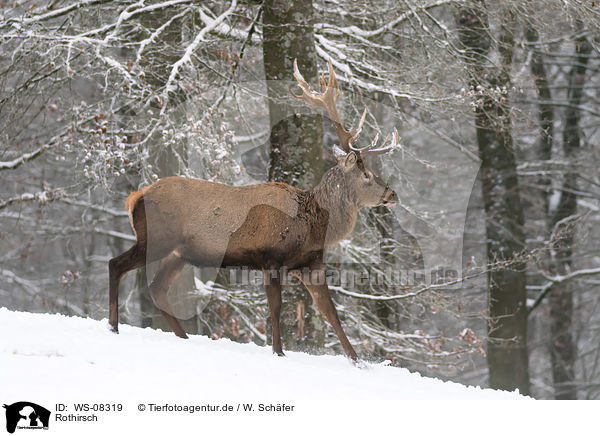 Rothirsch / red deer / WS-08319