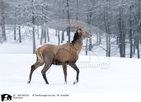 Rothirsch / red deer / WS-08329