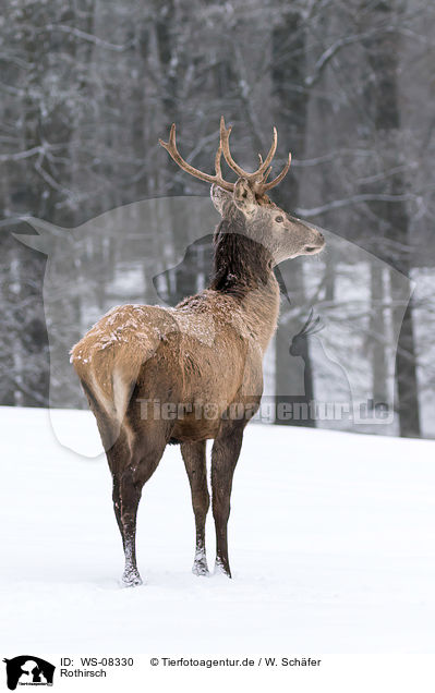 Rothirsch / red deer / WS-08330