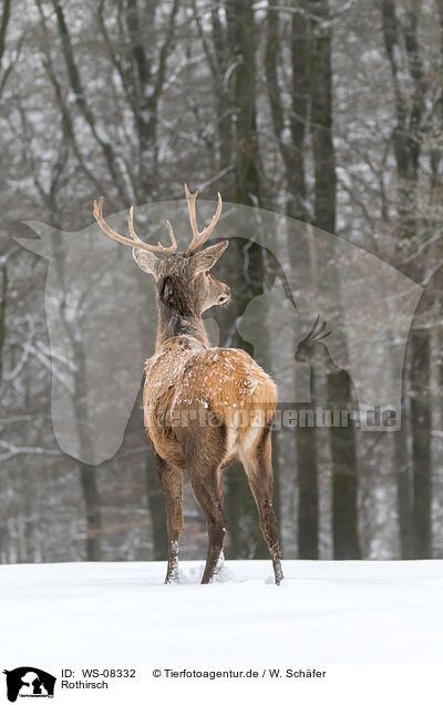 Rothirsch / red deer / WS-08332