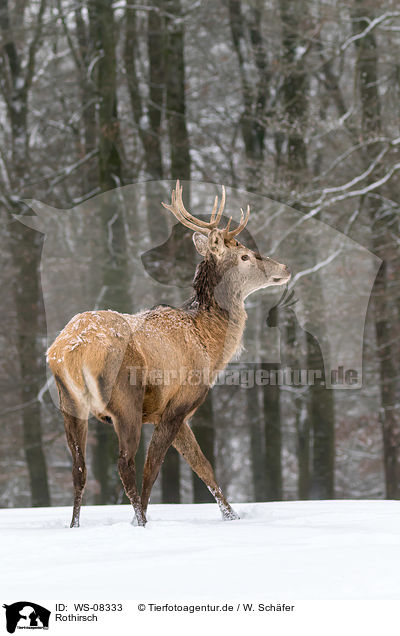 Rothirsch / red deer / WS-08333