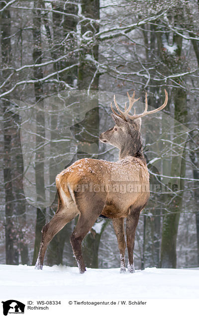 Rothirsch / red deer / WS-08334