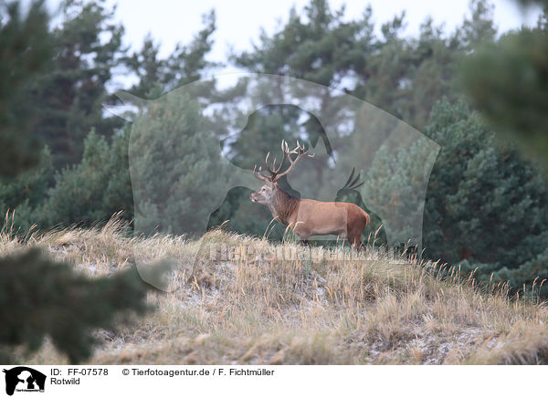Rotwild / red deer / FF-07578